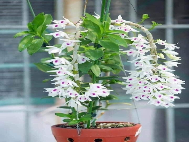 CÁC DẠNG CÂU HỎI THƯỜNG GẶP VỀ HOA CÂY CẢNH